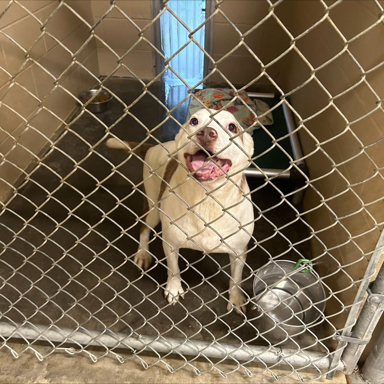HENRY-TRIMBLE COUNTY ANIMAL CONTROL SHELTER - 7-5-2024 (2).jpeg